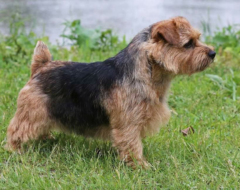 Dylan - CH Dralion's Sweet Deal ON