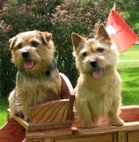 Hazel (US/CAN CH Dralion's Witch Hazel BS) and US/CAN CH Whimsical Flirtation in a wagon