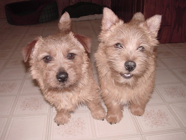 Keegan and Jovi - Norfolk and Norwich Terrier at Dralion Kennels