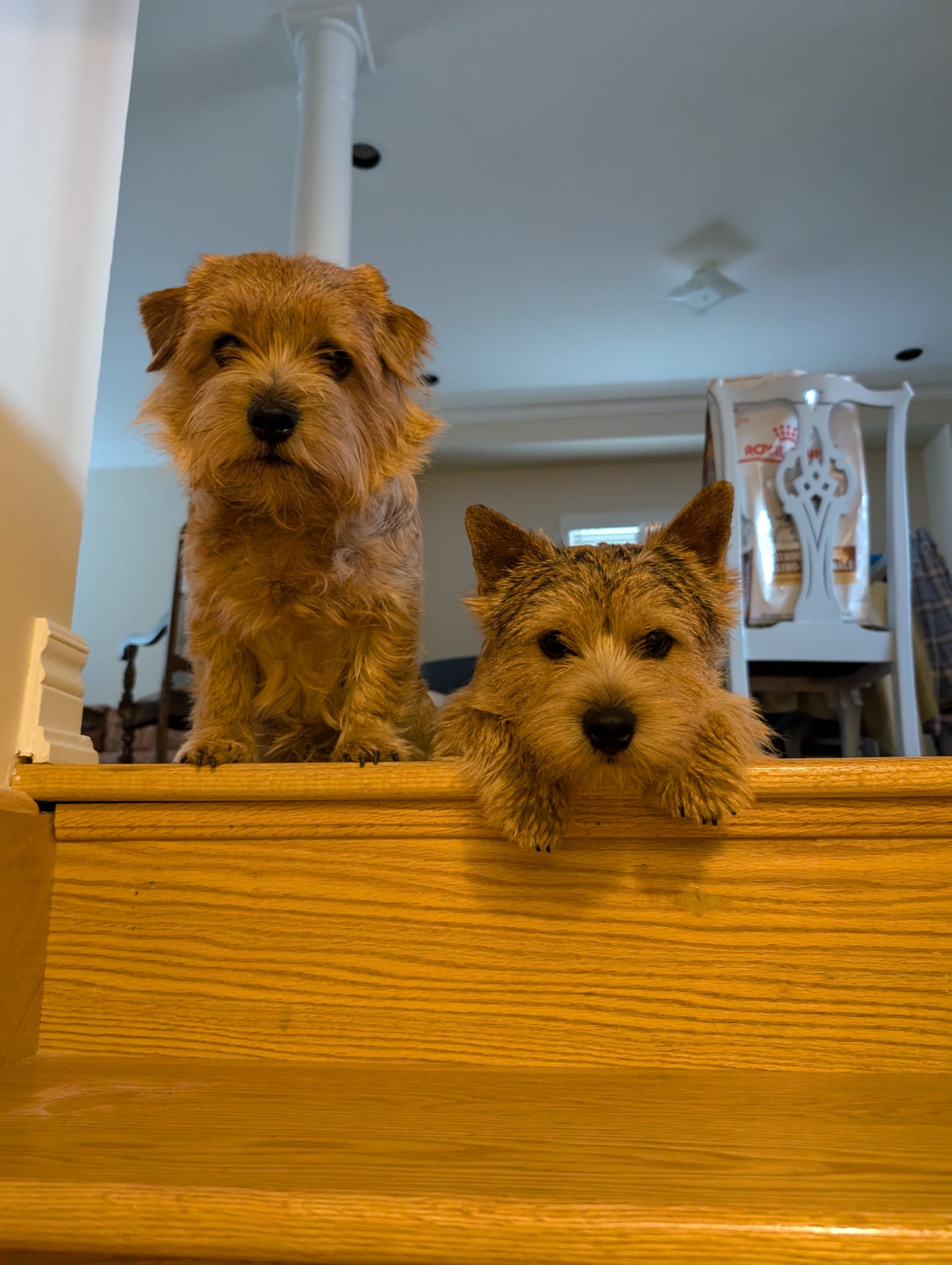 Merlin and Bracken peeking over the stairs at Dralion Kennels