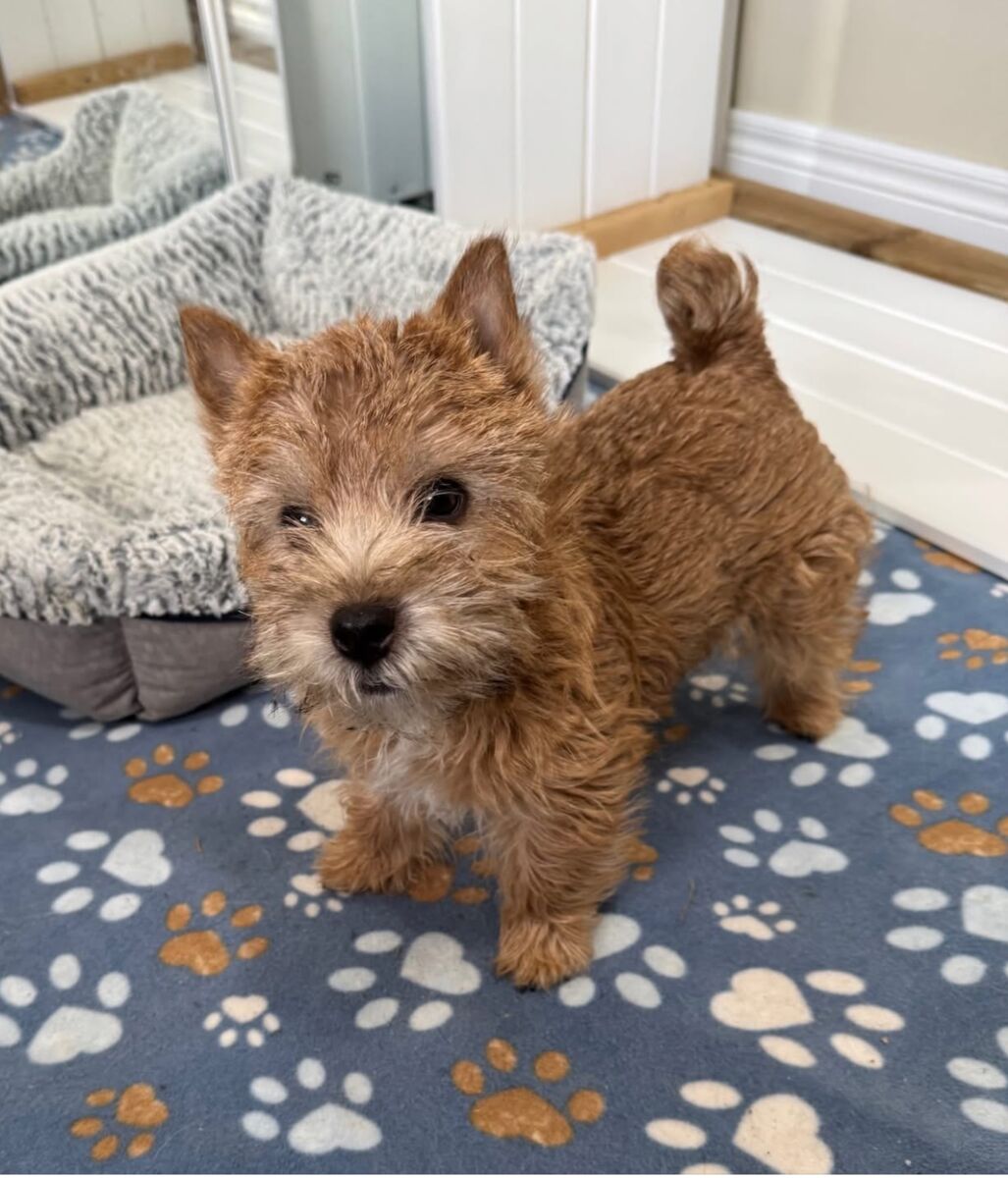 Brody - Norwich Terrier puppy at Dralion Kennels