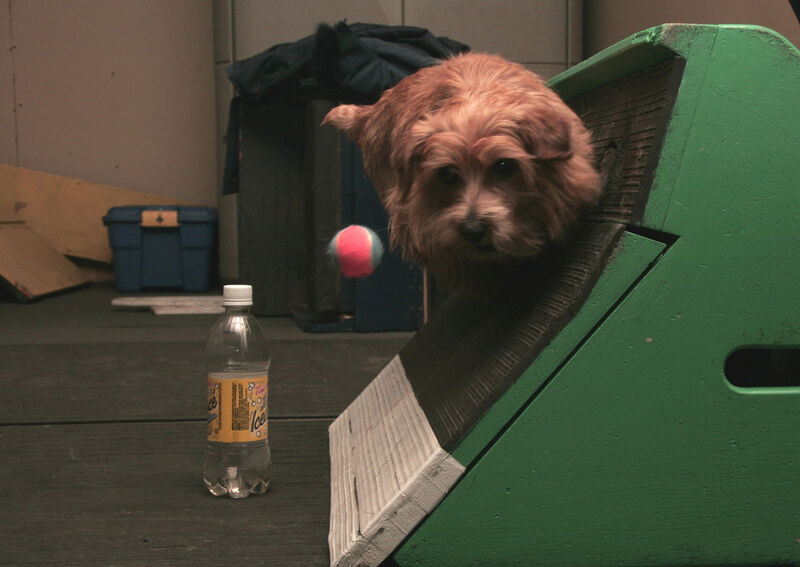 Dralion Kennels - Norfolk Terrier