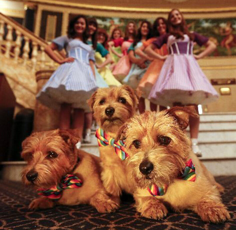 Dralion Kennels - Terrier portrait