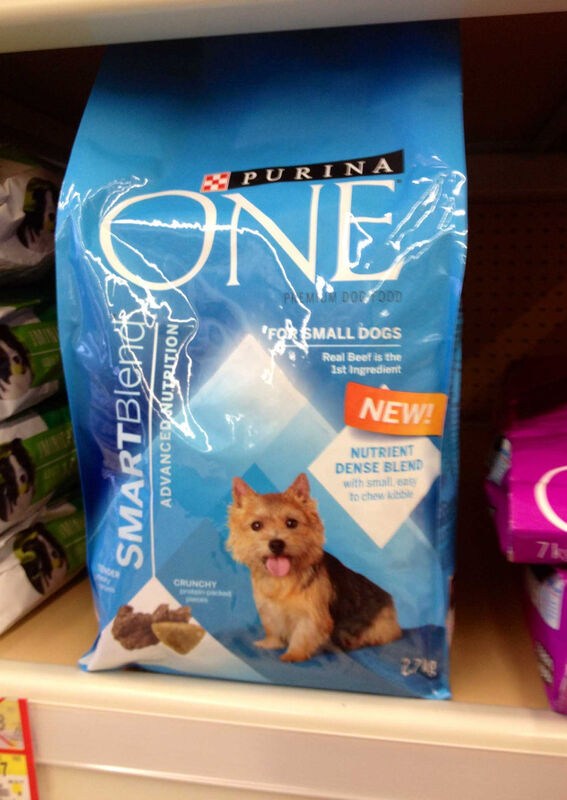 Dralion Kennels - Terrier outdoors