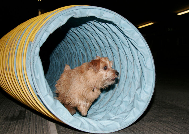 Dralion Kennels - Terrier playing