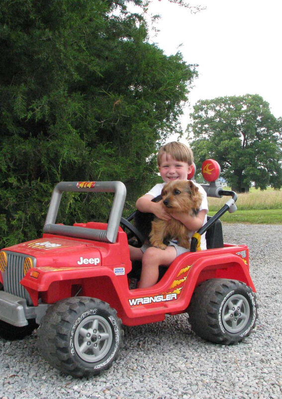 Dralion Kennels - Terrier at show
