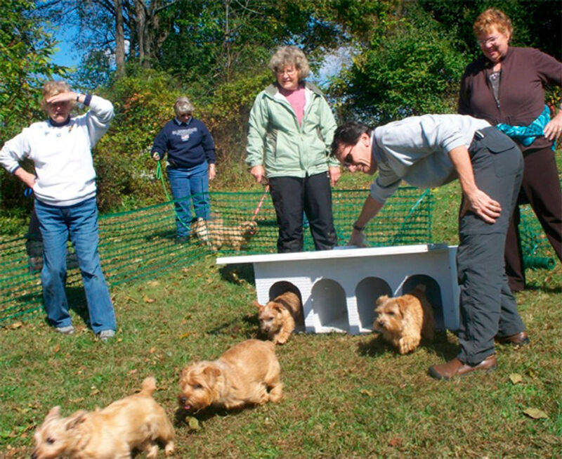 Dralion Kennels - Terrier fun