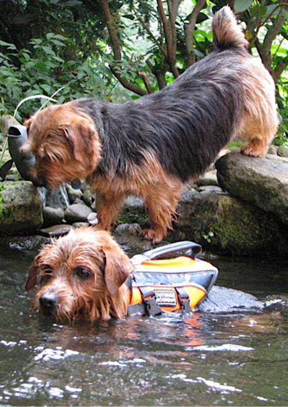 Dralion Kennels - Terrier companion