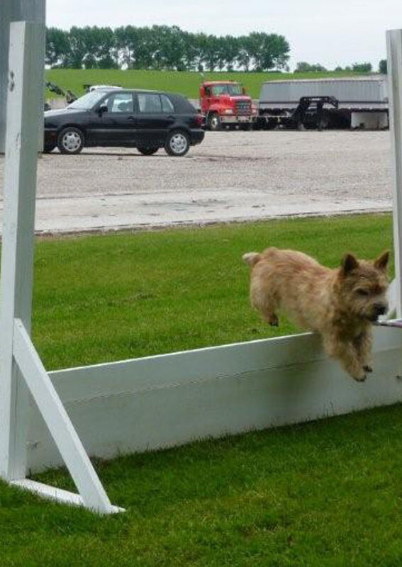 Dralion Kennels - Terrier adventure