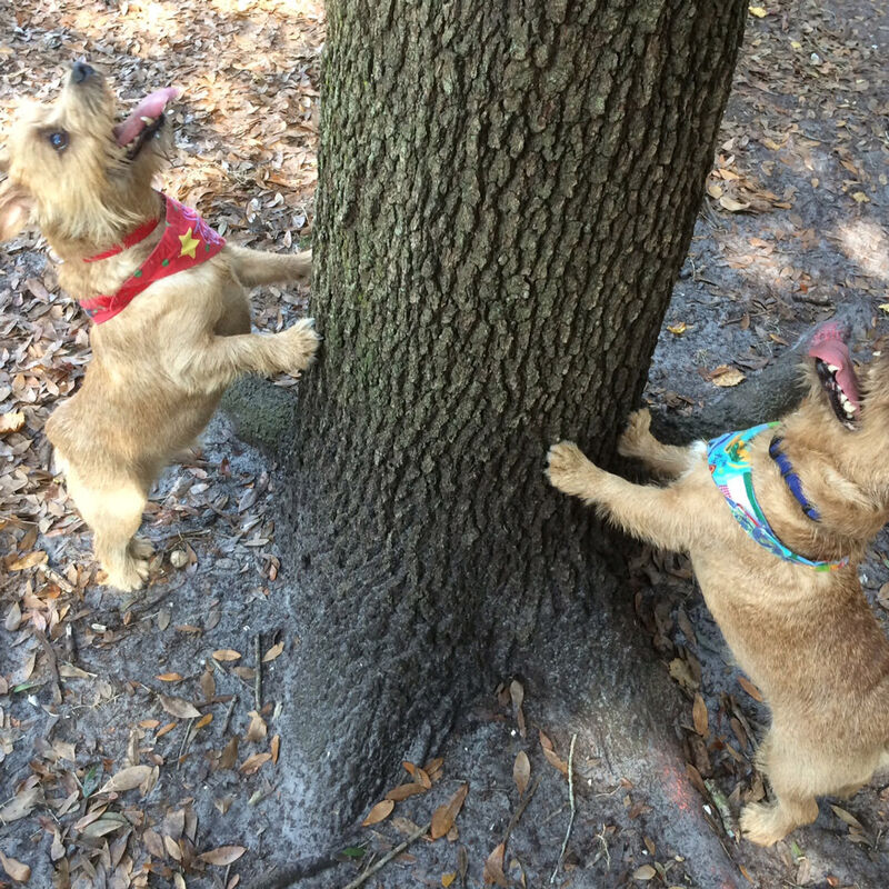 Dralion Kennels - Terrier activity