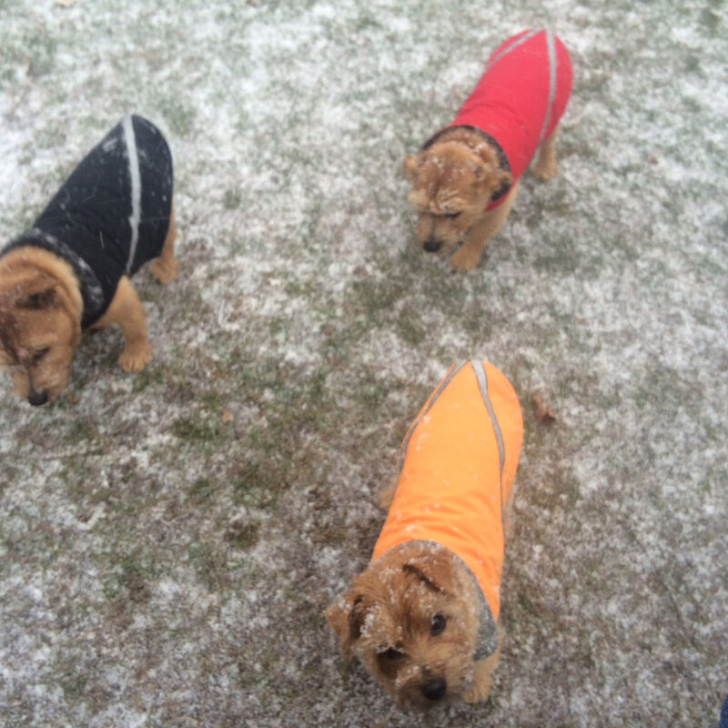 Dralion Kennels - Terrier exploring