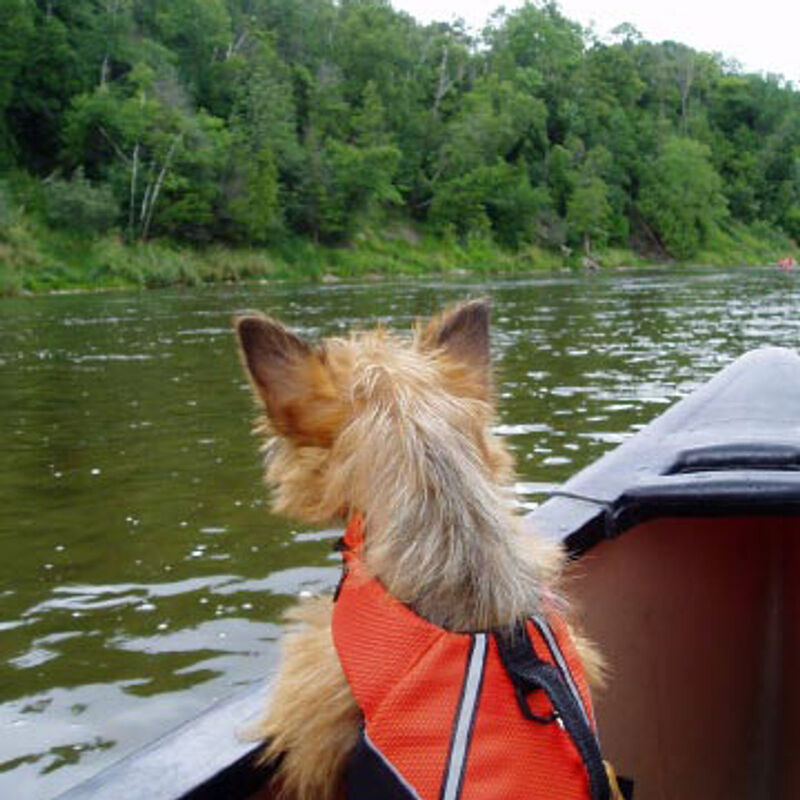 Dralion Kennels - Terrier training