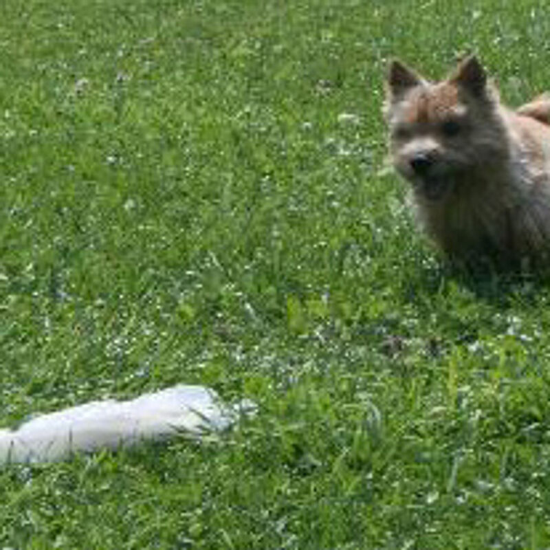 Dralion Kennels - Terrier relaxing