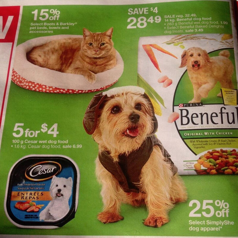 Dralion Kennels - Terrier love