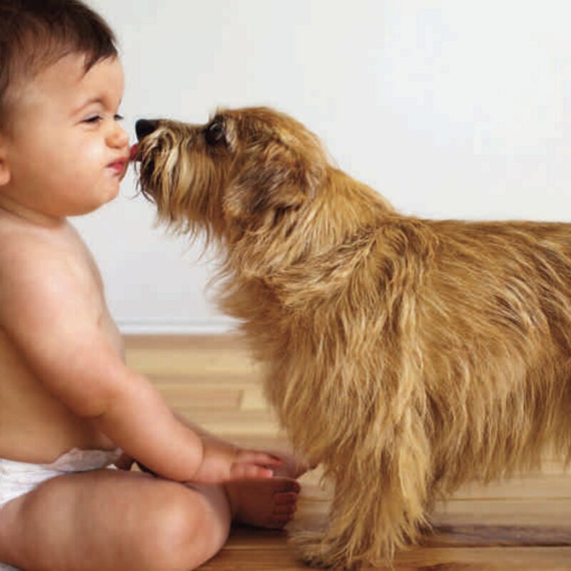 Dralion Kennels - Terrier giving love