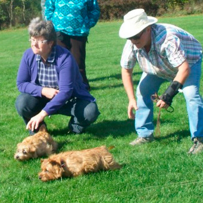 Dralion Kennels - Terrier at work
