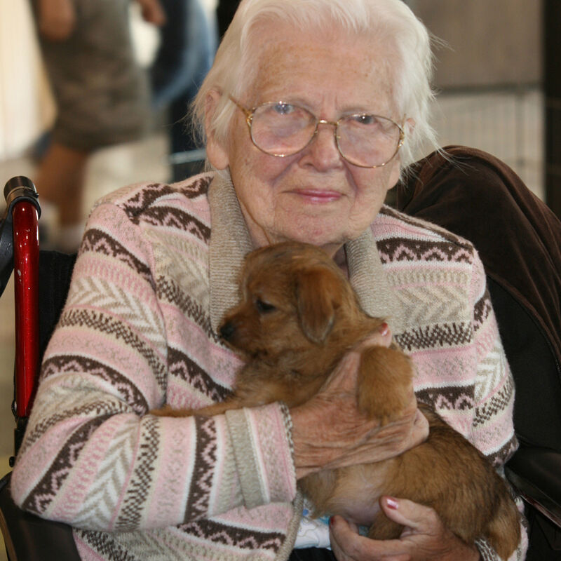 Dralion Kennels - Terrier posing