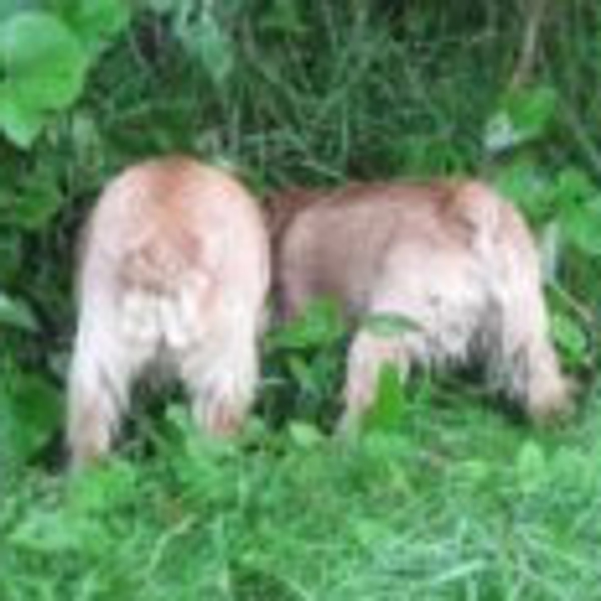 Dralion Kennels - Terrier together