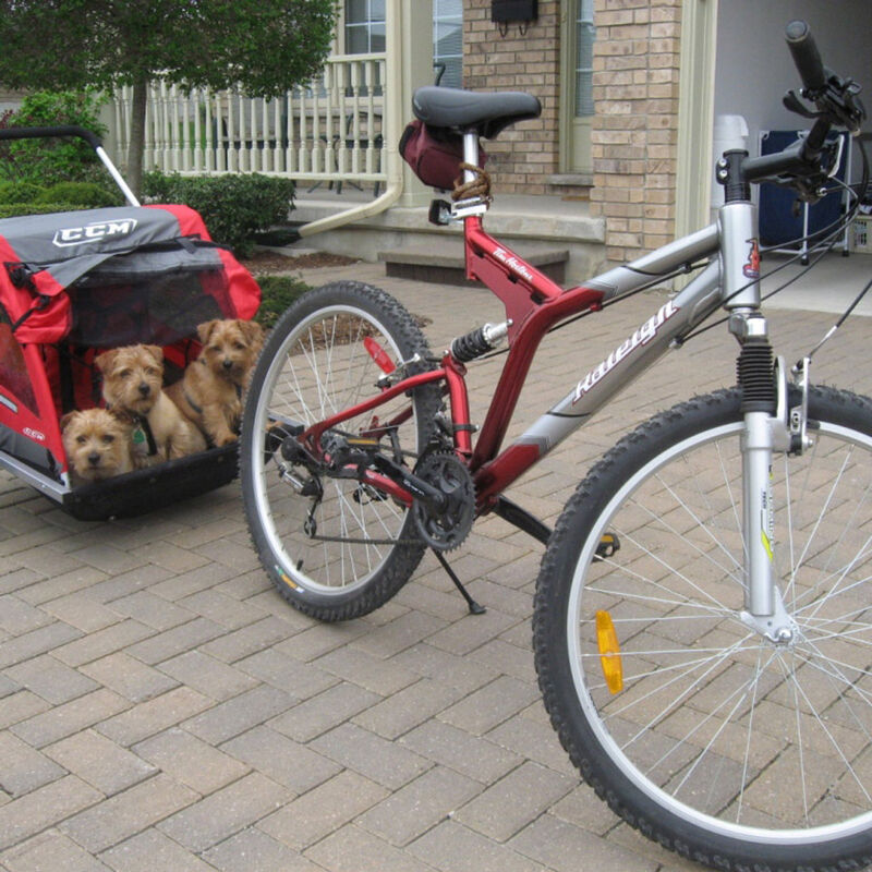 Dralion Kennels - Terrier moments