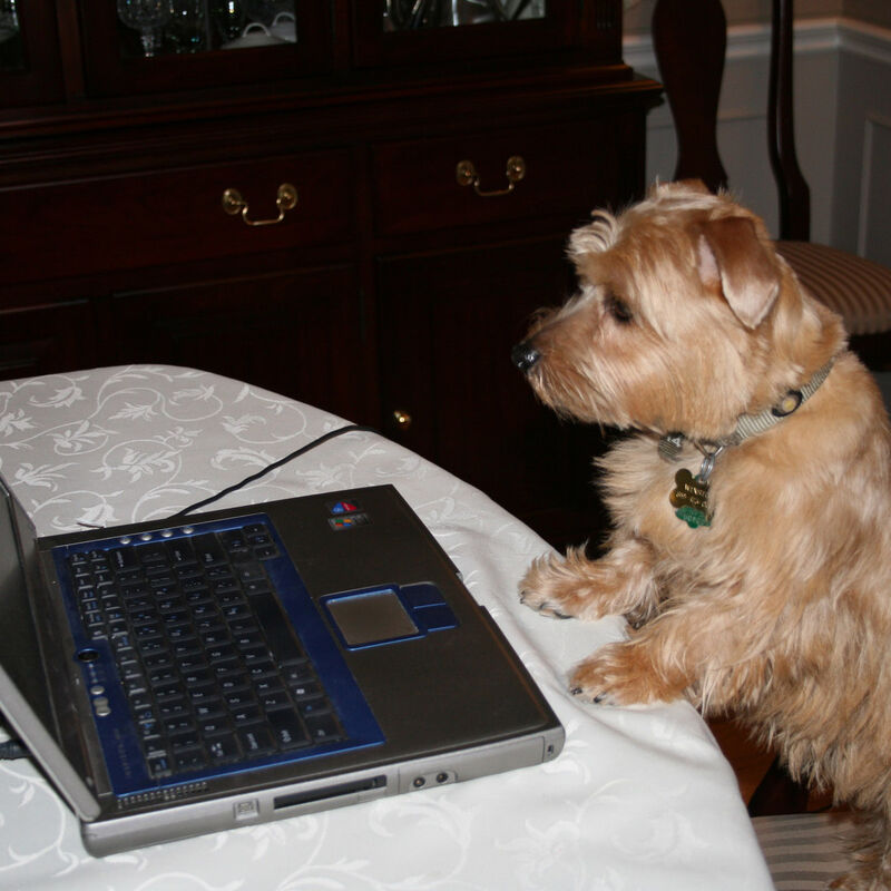 Dralion Kennels - Terrier family