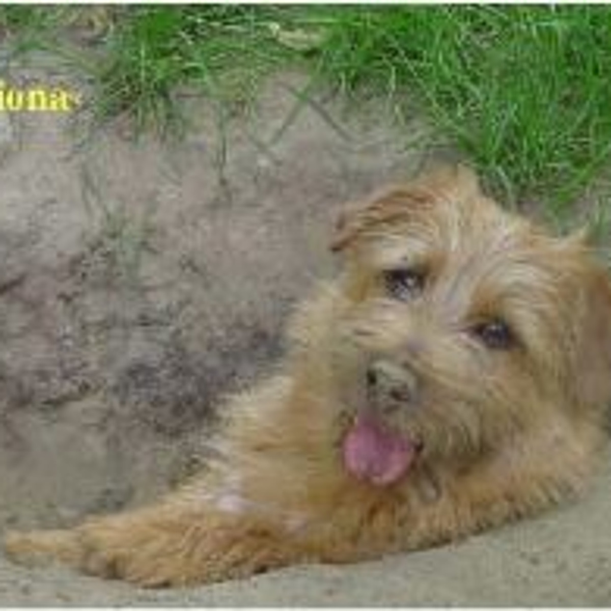 Dralion Kennels - Terrier happy