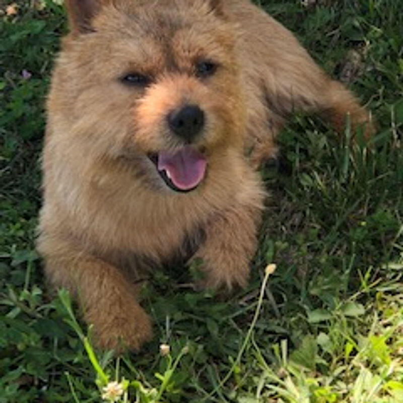 Dralion Kennels - Norwich Terrier