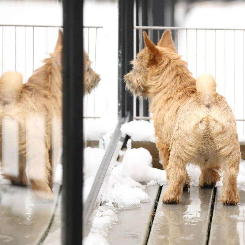 Dralion Kennels - Norwich Terrier