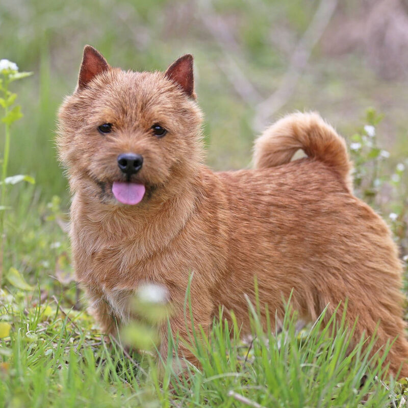 Dralion Kennels - Norwich Terrier