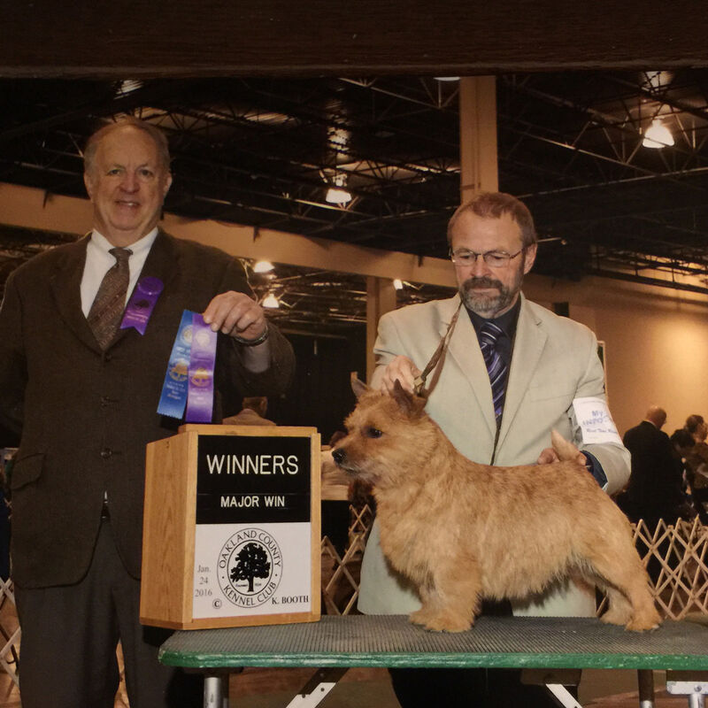 Dralion Kennels - Norwich Terrier