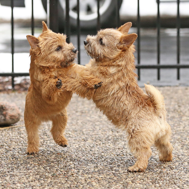 Dralion Kennels - Norwich Terrier