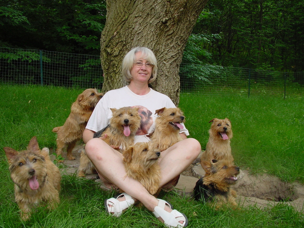 Linda with her Norfolk Terriers