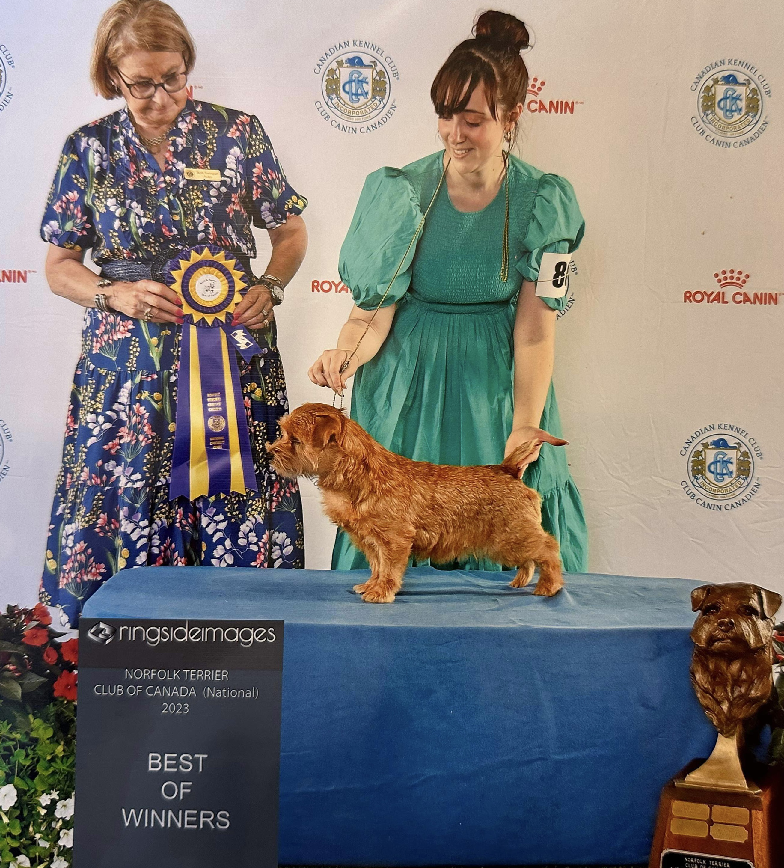 Merlin - CH Dralion's Idylls of the King - Best of Winners at NTCC National