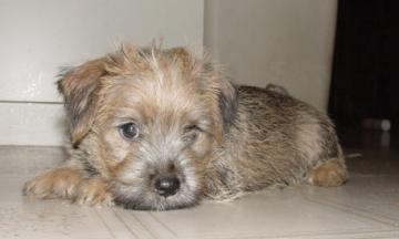 Cracker - CH Cortaillod The Safecracker RD