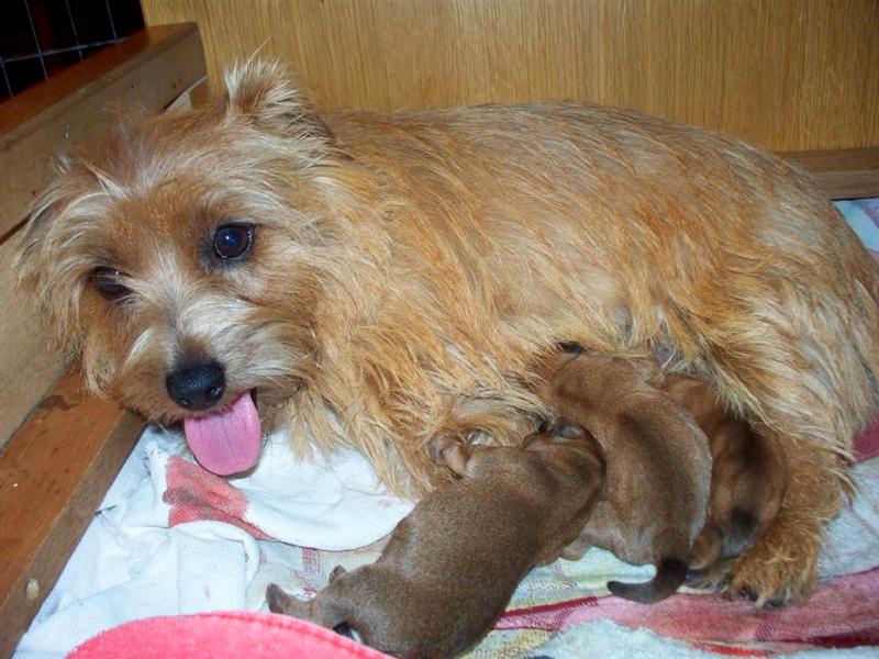 Daisy - CH Dralion's Darling Sweet Daisy