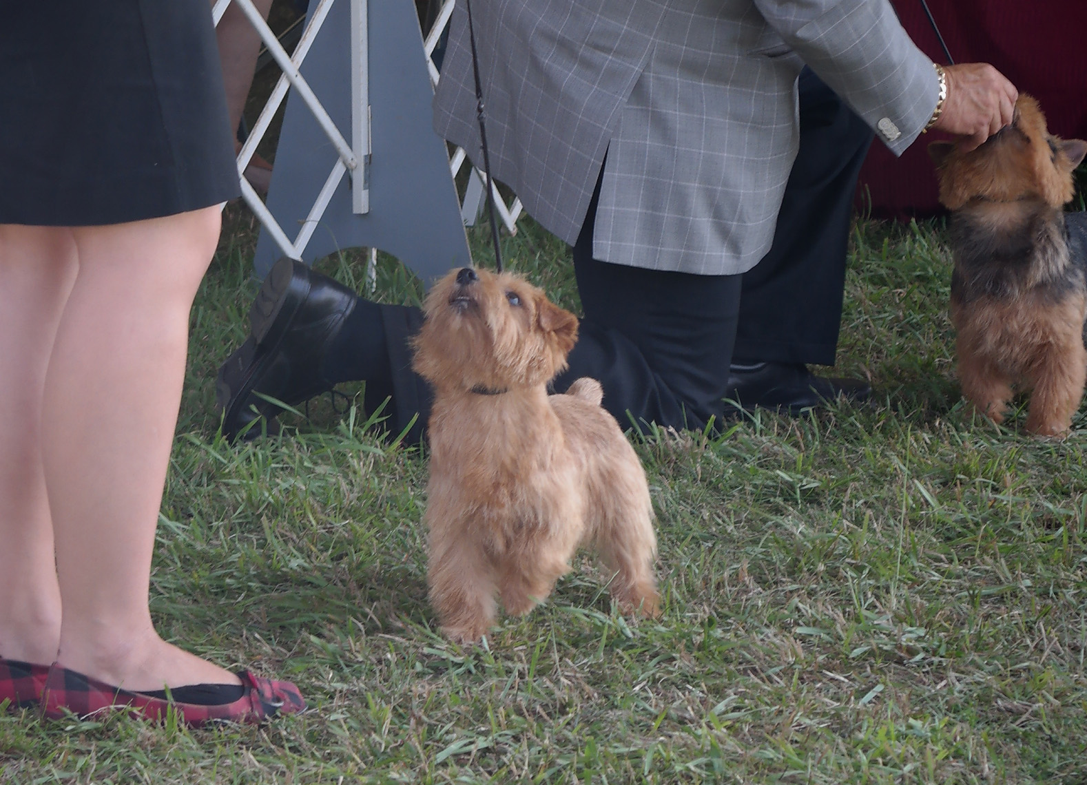 Ginny - CH Dralion's Skylar