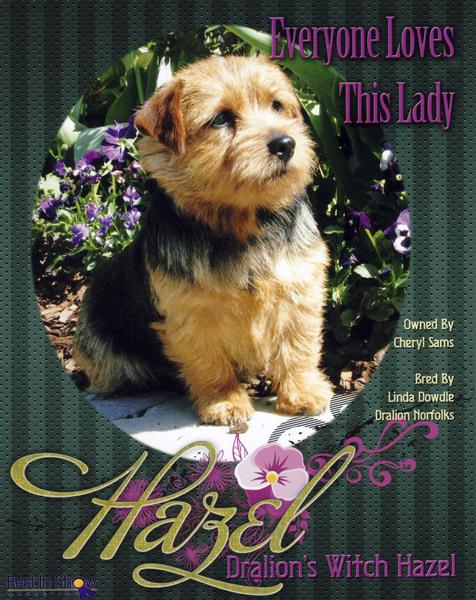 Hazel - CH Dralion's Witch Hazel BA