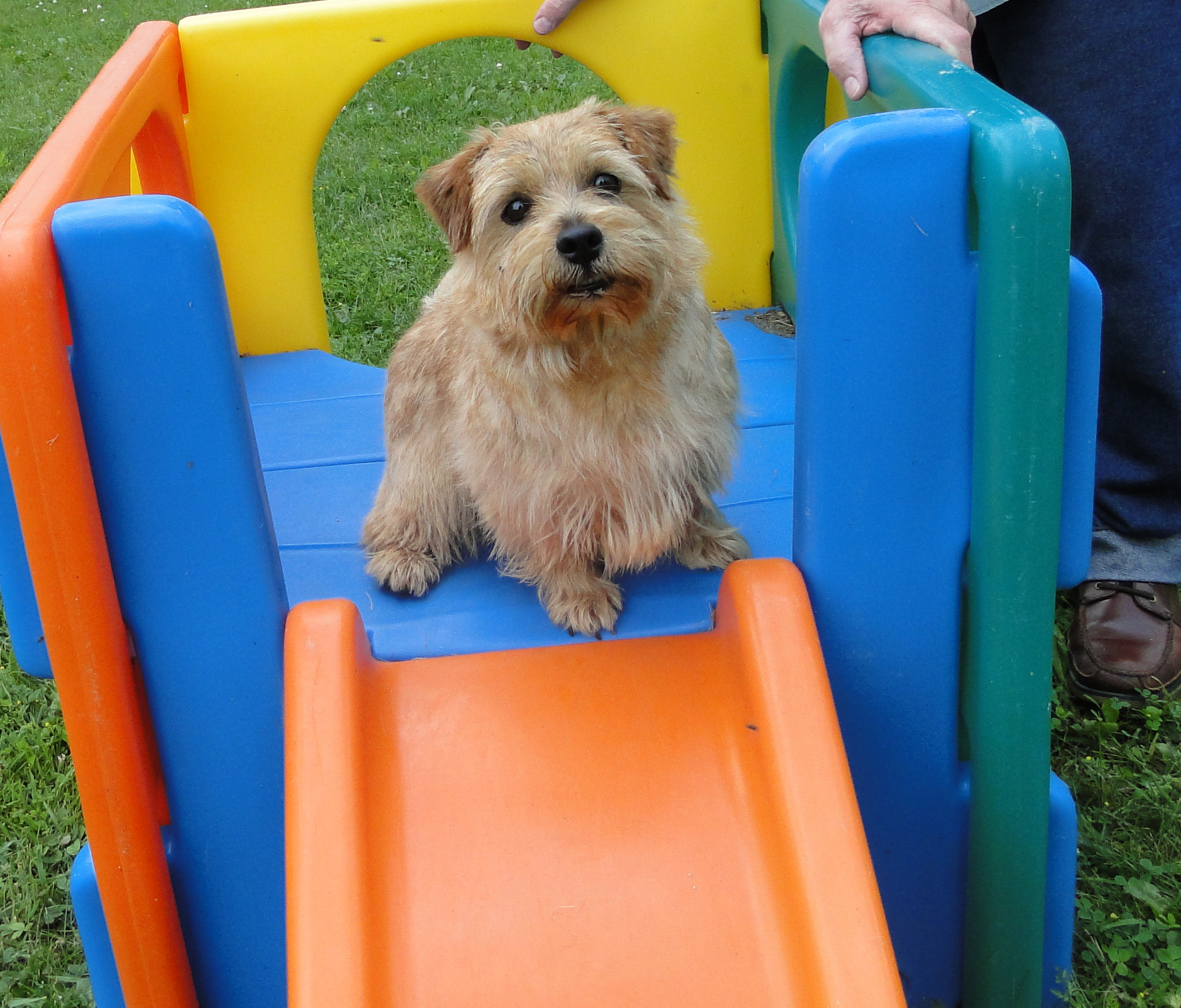 Holly - Amer/Can CH Dralion Waltz of the Sugarplum