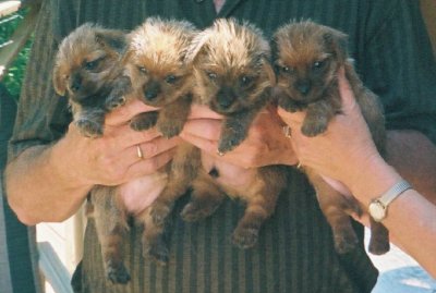 Honey - CH Dralion Mielle of Cortaillod RD