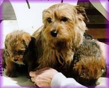 Kaylee - Amer/Can CH Abbedale Kalins Chagrin GZL