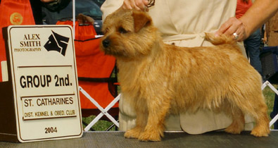 Keegan - Amer/Can CH Dralion's Fire Within