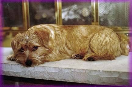 Luca - Canadian CH Dralion Luca Maximus