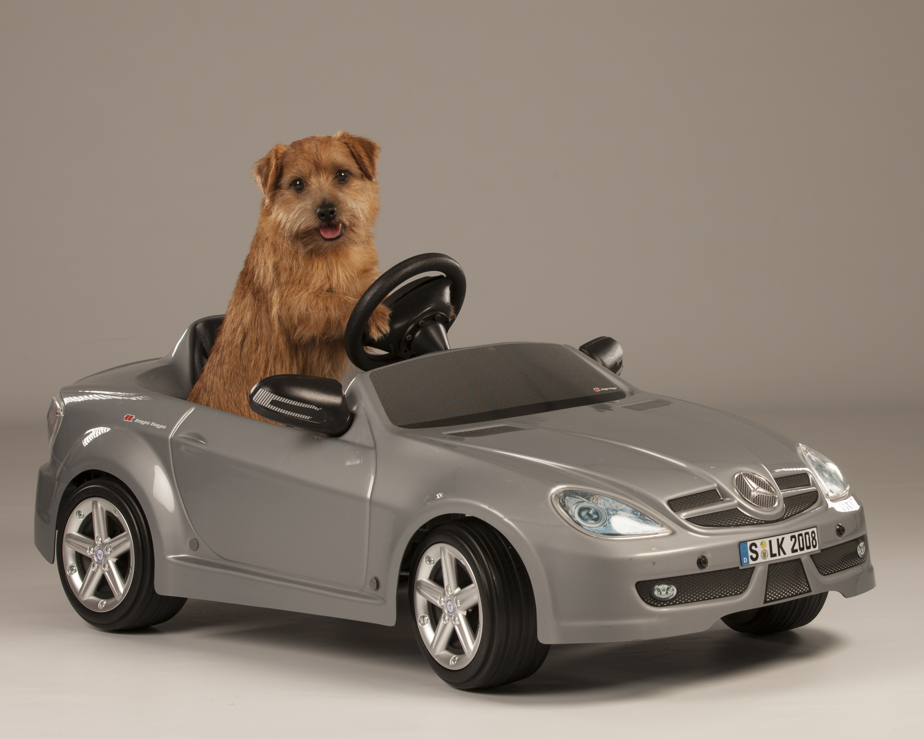 Matthew - Amer/Can CH Rightly So Brush with Fame