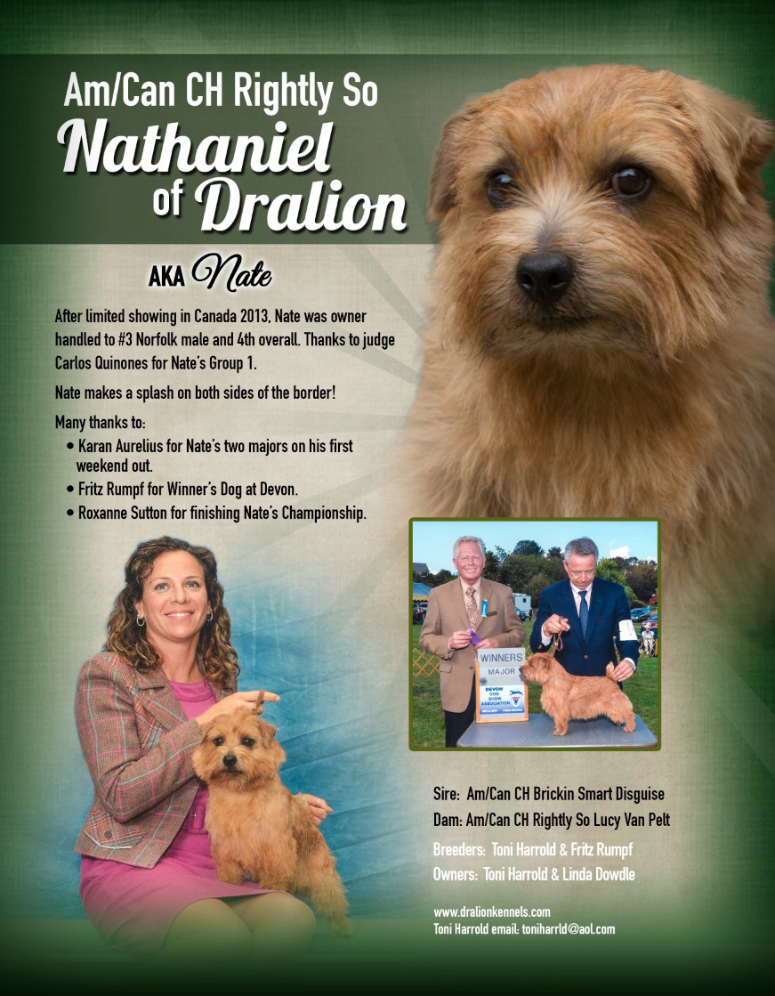 Nate - Amer/Can CH Rightly So Nathaniel of Dralion