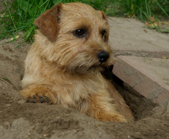 Rose - CH Dralion's Honeysuckle Rose