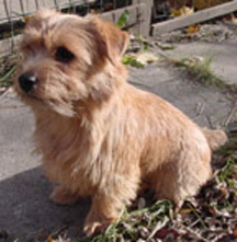 Sheena - CH Dralions Sheena Celtic Queen RD