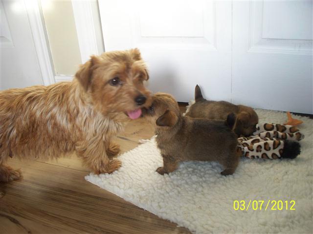 Skye - CH Dralion's The Skye's the Limit