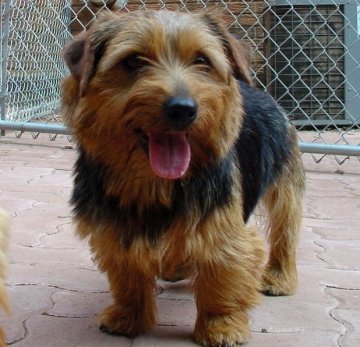 Tristan - Amer/Can CH Abbedale's Tristan at Dralion