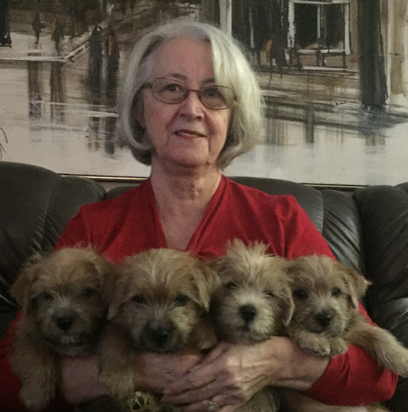 Linda with a bundle of Norfolk Terrier puppies