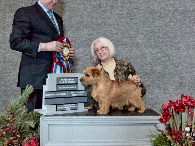 Harry - Amer/Can CH Rightly So Handsome Harry