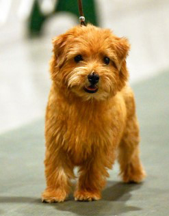 Tatum - CH Dralion's Spicy Slice of Heaven